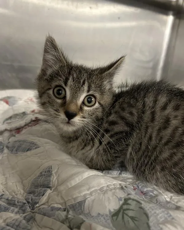 A baby small-sized male Domestic Short Hair cat named Lobster Roll for adoption in Richmond, VA