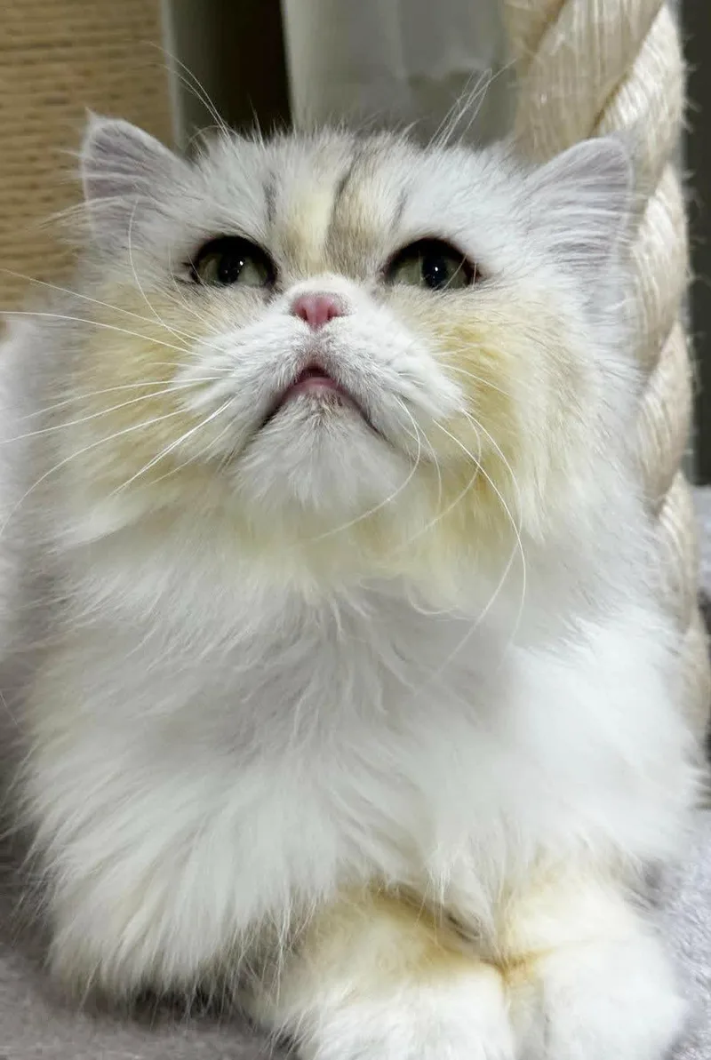 Lion Is Sooo Sweet!