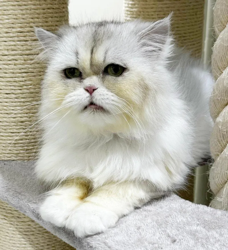 Lion Is Sooo Sweet! thumbnail 2