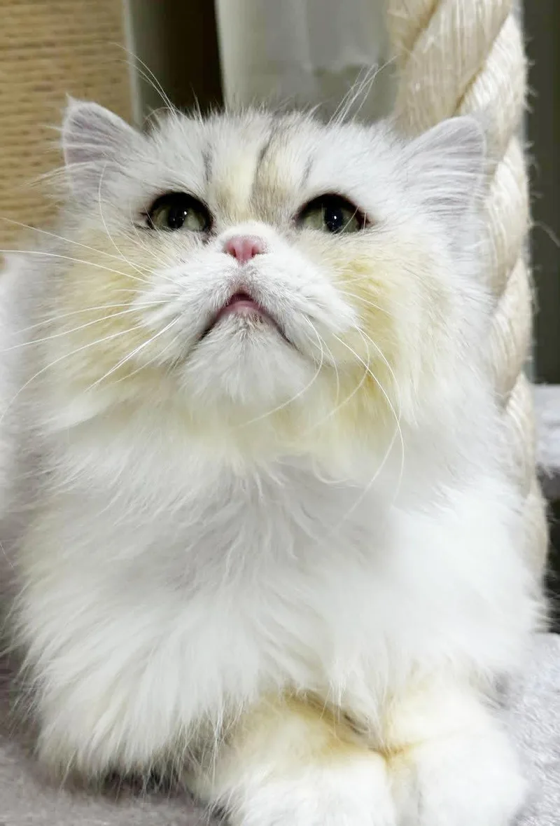 Lion Is Sooo Sweet! thumbnail 3