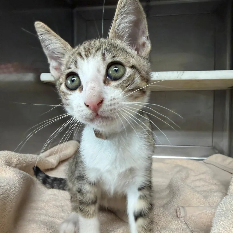 A baby small-sized male White Domestic Short Hair cat named Finn for adoption in Hawthorne, CA