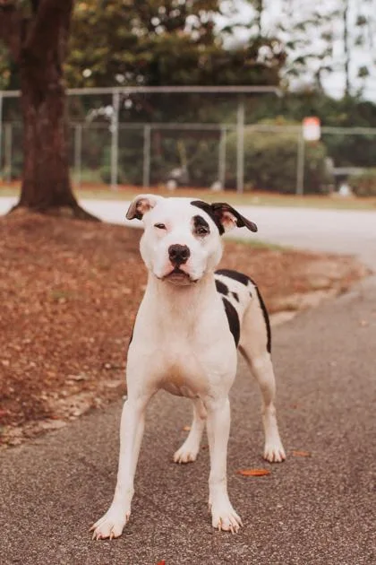 An adult medium-sized female American Staffordshire Terrier dog named A Jinx for adoption in North Charleston, SC