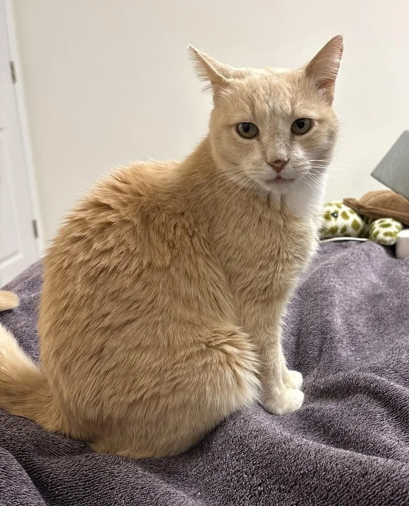 Snowflake thumbnail 2