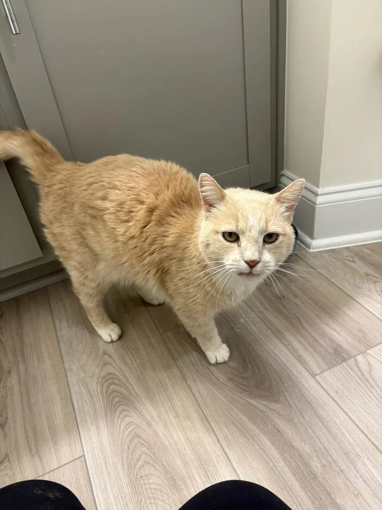 Snowflake thumbnail 3