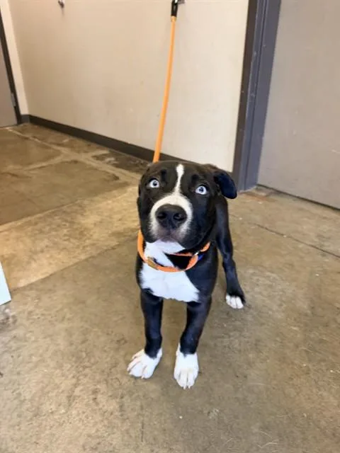 A baby small-sized male Pit Bull Terrier dog named Kai for adoption in Ontario, CA