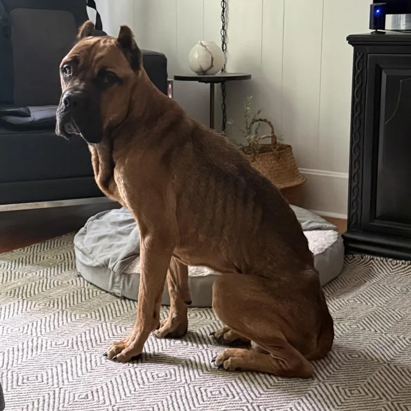 An adult extra large-sized male Yellow / Tan / Blond / Fawn Cane Corso dog named Mossimo for adoption in Terre Haute, IN