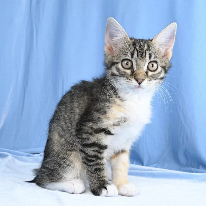 A baby small-sized female Black Domestic Short Hair cat named Cammie for adoption in Mobile, AL