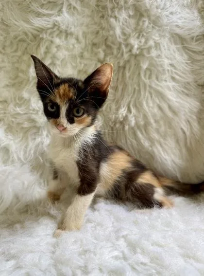 A baby medium-sized female Domestic Short Hair cat named Della for adoption in Picayune, MS