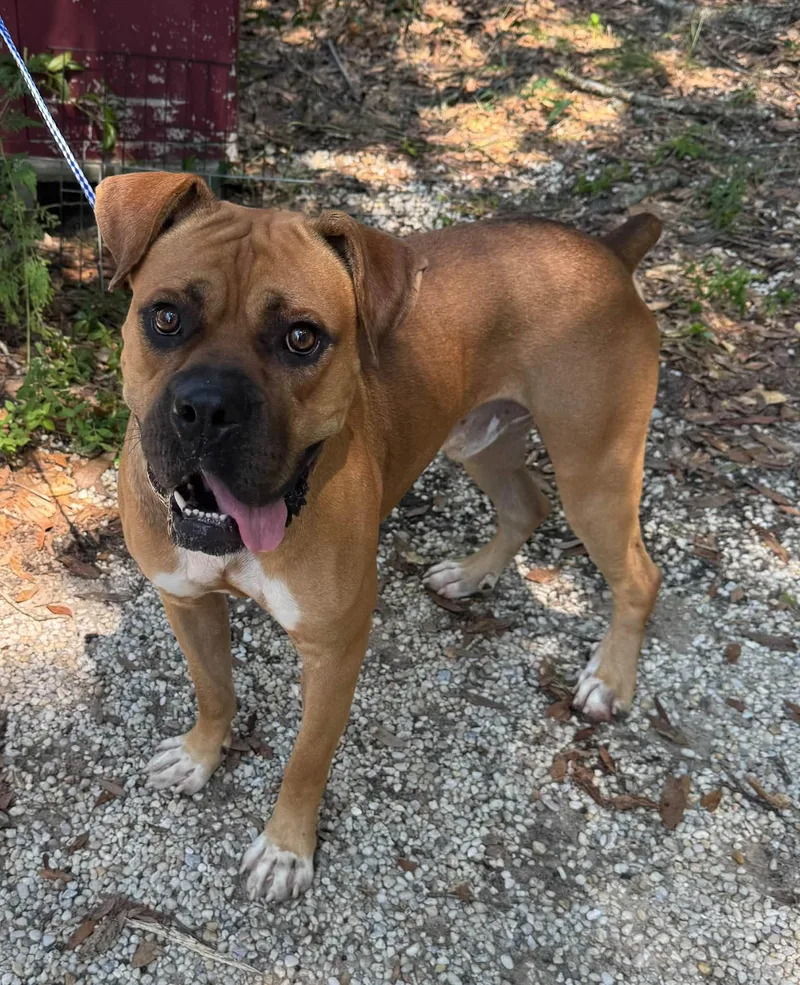 An adult medium-sized male Yellow / Tan / Blond / Fawn Boxer dog named Sugar Ray for adoption in Navarre, FL