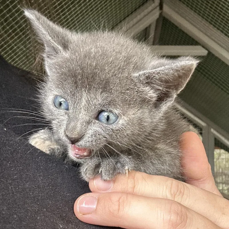 A baby small-sized female Gray / Blue / Silver Domestic Short Hair cat named Marta for adoption in Boerne, TX