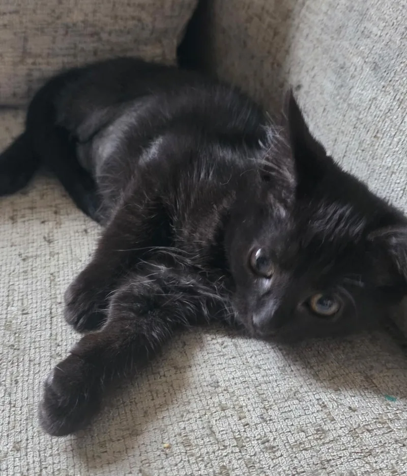 A young medium-sized female Black Domestic Short Hair cat named Petunia for adoption in Chicago Ridge, IL
