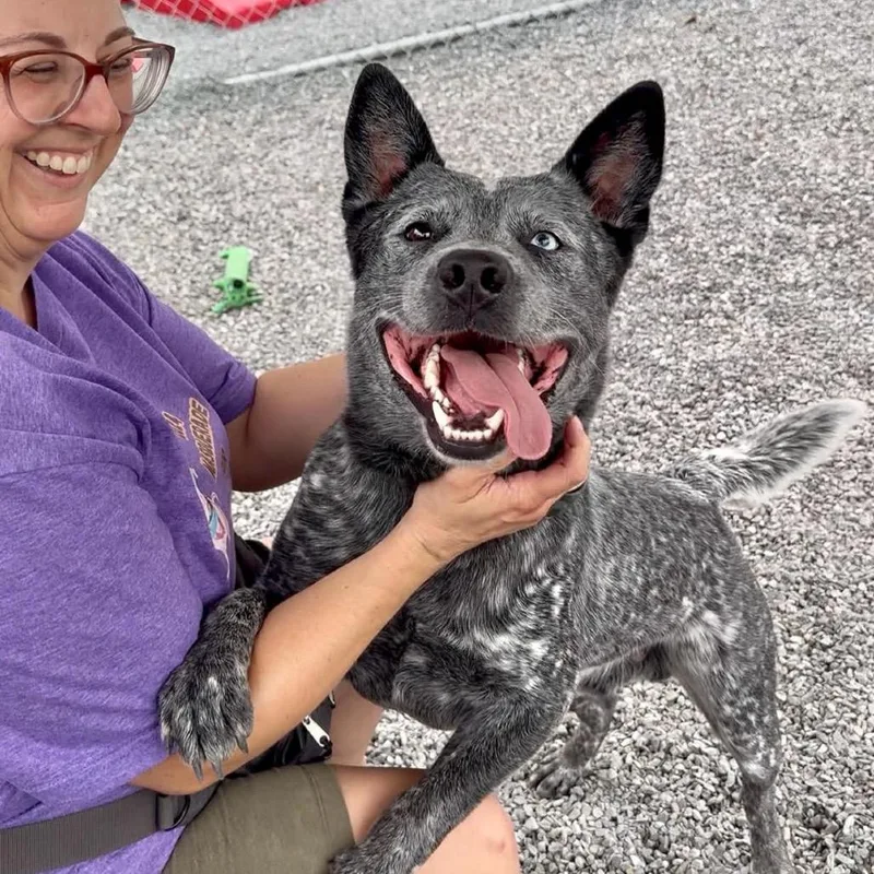 A young medium-sized male Gray / Blue / Silver Australian Cattle Dog / Blue Heeler dog named Ash for adoption in Walnut Cove, NC