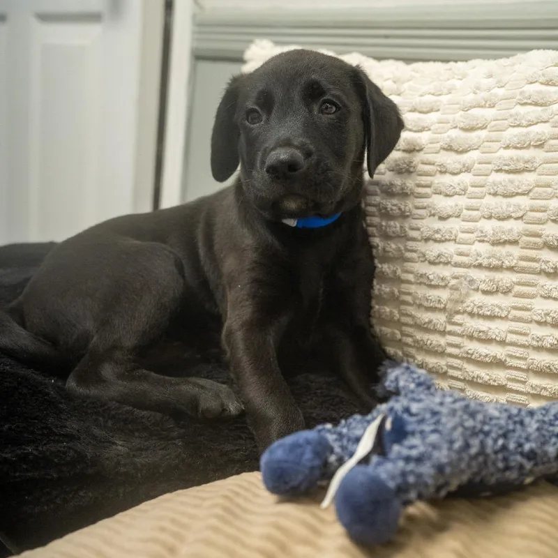 A baby medium-sized male Labrador Retriever dog named Mambo for adoption in Pawling, NY