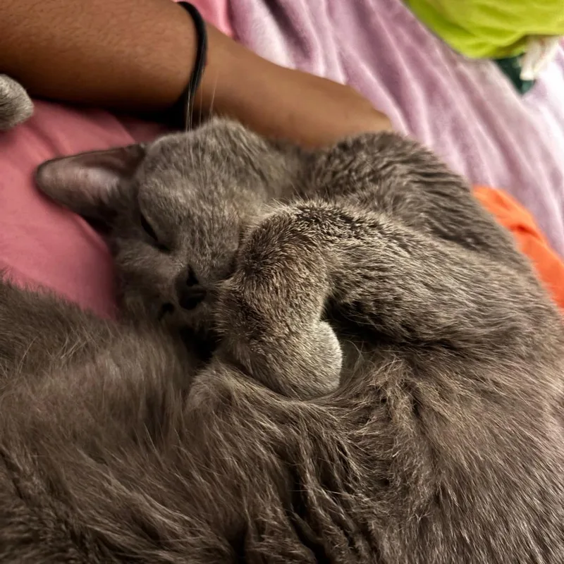 An adult medium-sized female Gray / Blue / Silver Domestic Short Hair cat named Celtic for adoption in New York, NY