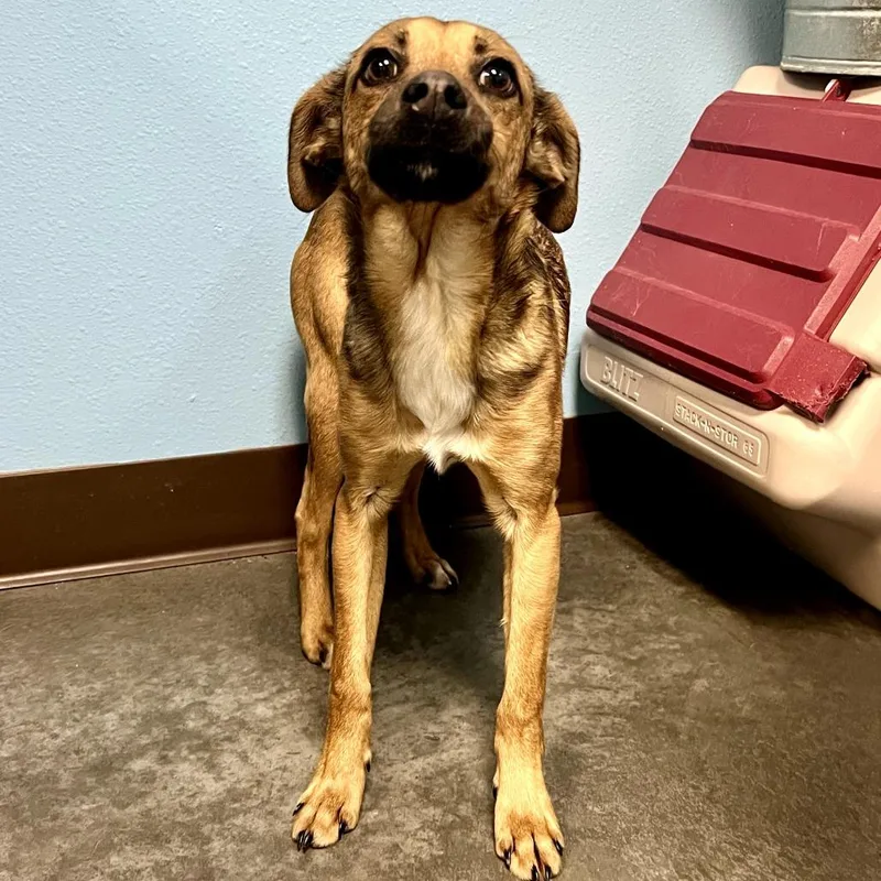 An adult small-sized male Yellow / Tan / Blond / Fawn Mixed Breed dog named Chewy for adoption in Idaho Falls, ID
