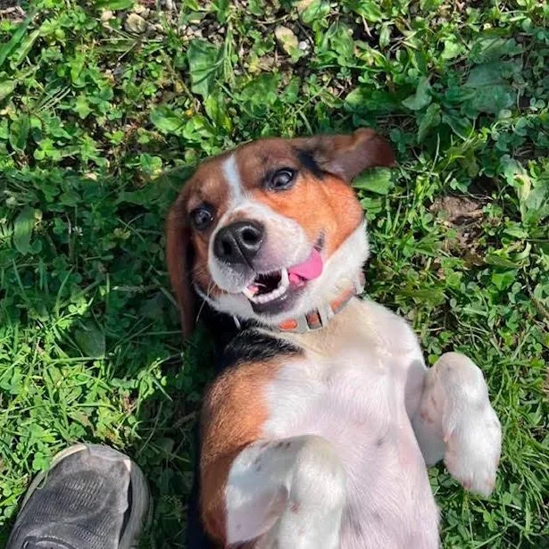 An adult medium-sized female Beagle dog named June Bug for adoption in West Jefferson, OH