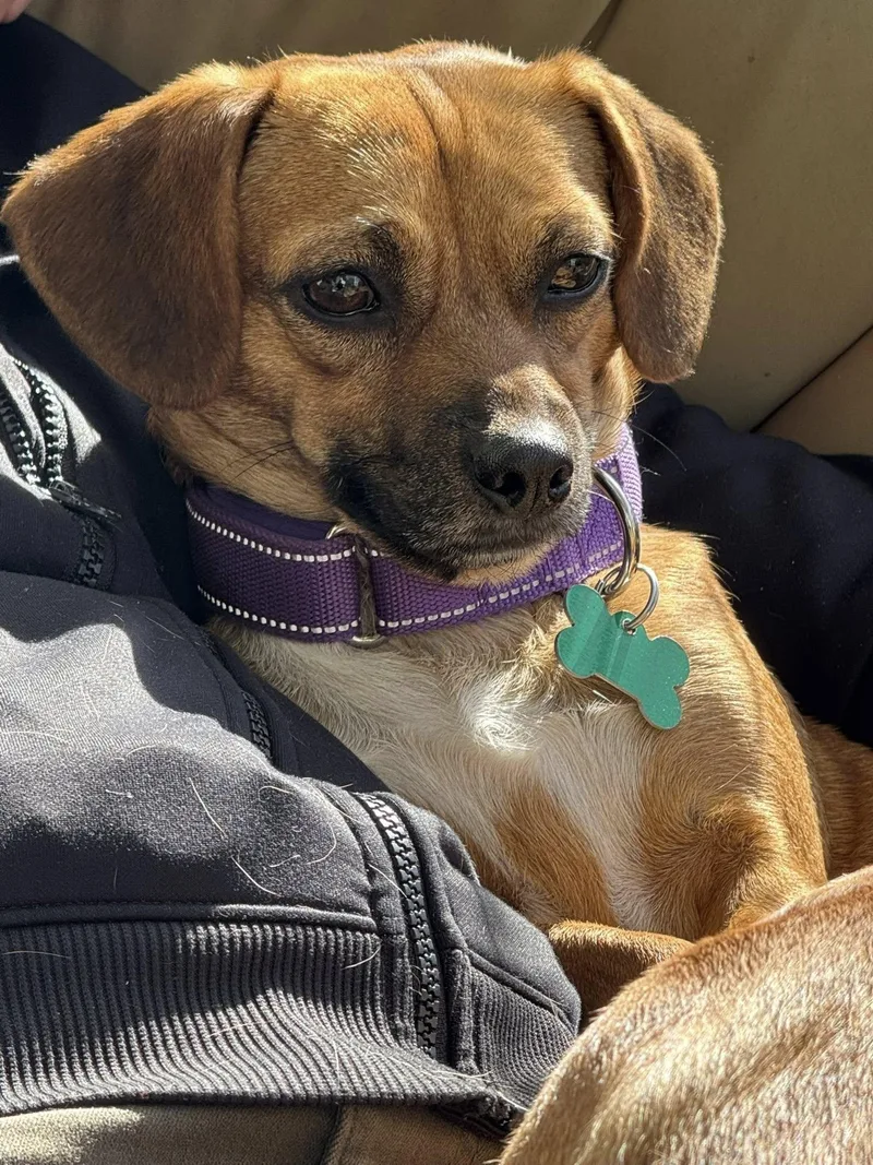 An adult small-sized female Yellow / Tan / Blond / Fawn Beagle dog named Mizuki for adoption in Eugene, OR