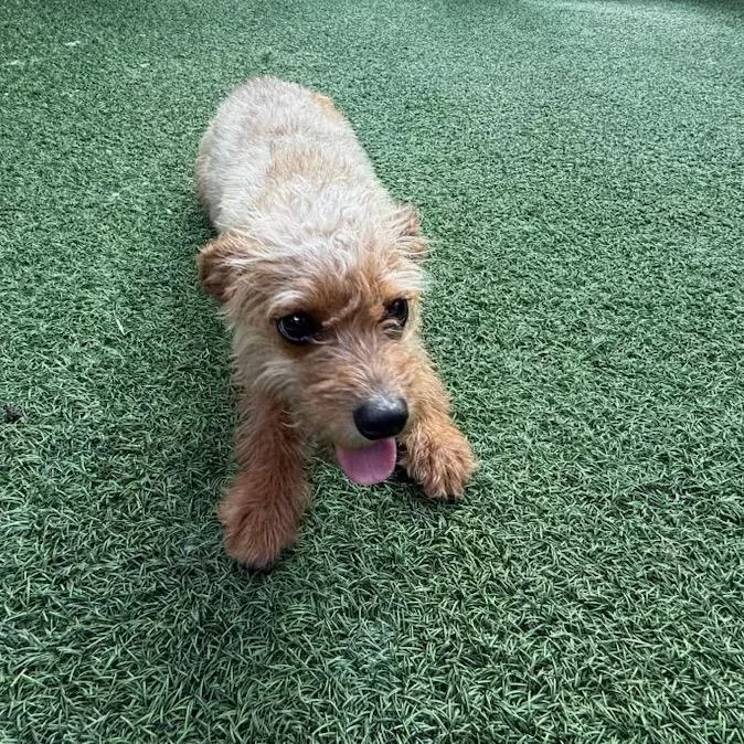 A young small-sized female Yellow / Tan / Blond / Fawn Miniature Poodle dog named Lucy for adoption in LOXAHATCHEE, FL