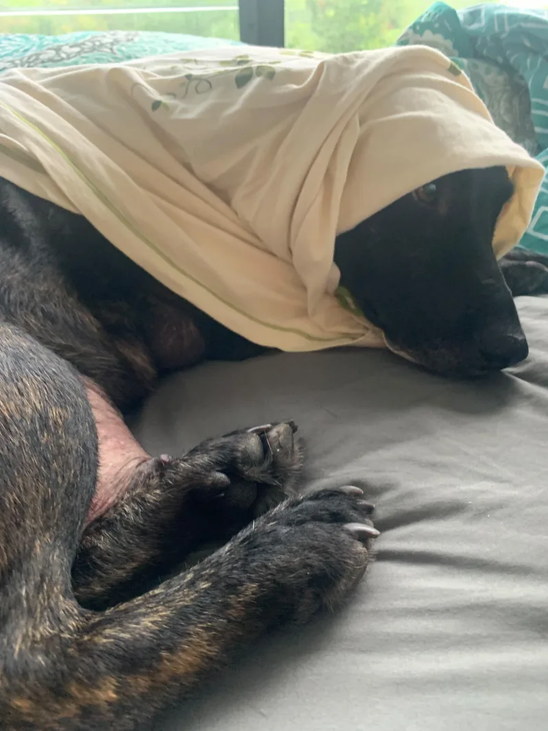 An adult medium-sized female Mixed Breed dog named Momma Sweetie for adoption in Rincon, PR
