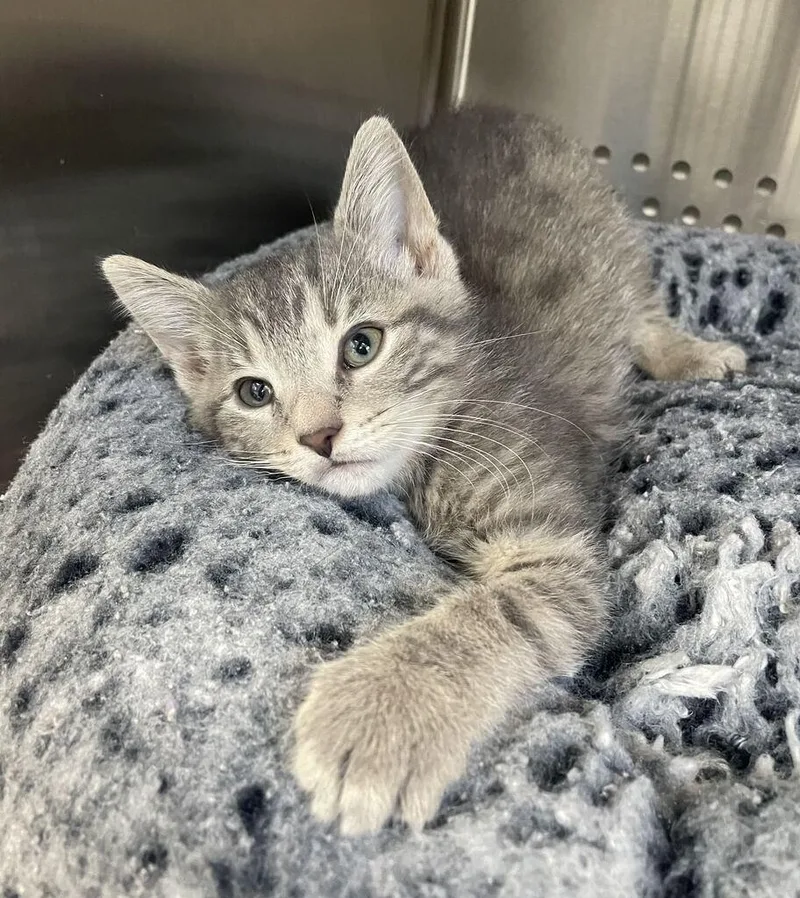A baby small-sized male Domestic Short Hair cat named Sarah for adoption in Jackson, MI