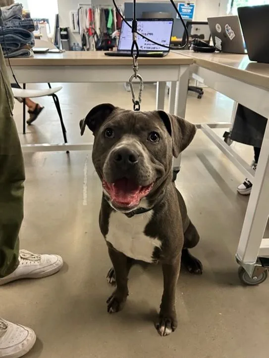 A young medium-sized male Gray / Blue / Silver Staffordshire Bull Terrier dog named Leo for adoption in Ennis, TX