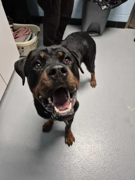 A young large-sized male Rottweiler dog named Pen C for adoption in Lawrenceville, GA