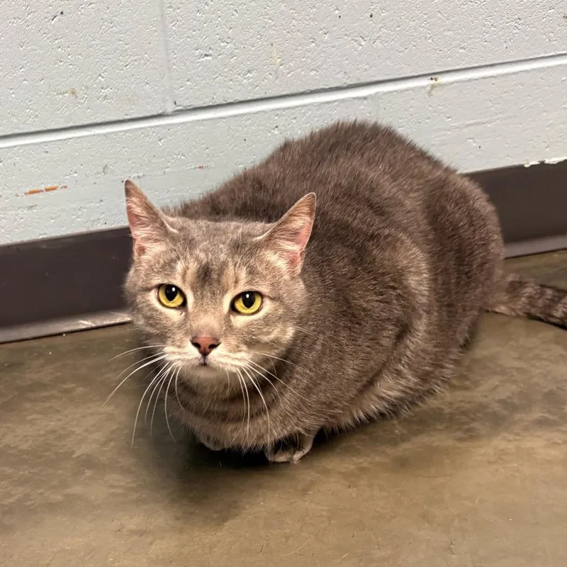 A senior extra large-sized male Gray / Blue / Silver Domestic Short Hair cat named Bert for adoption in DeKalb, IL