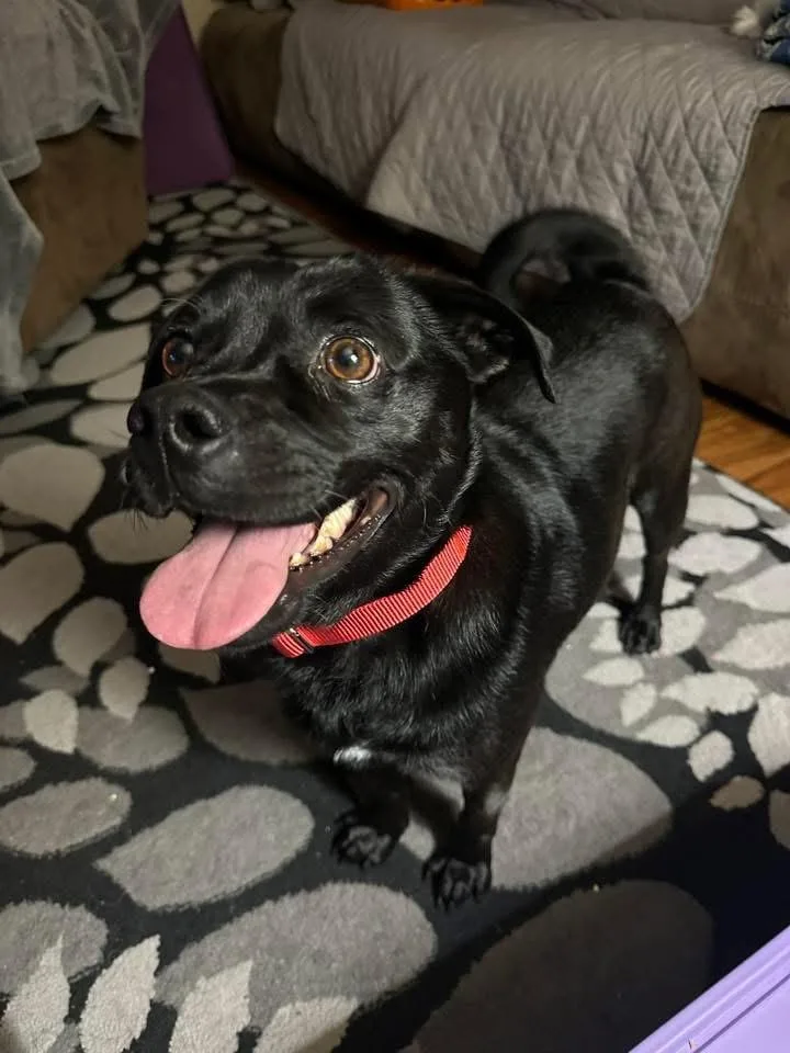 A young small-sized female Pug dog named Tally for adoption in Bristol, WI