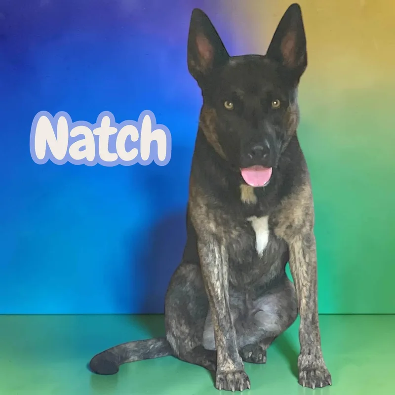 Natch  crate  thumbnail 4