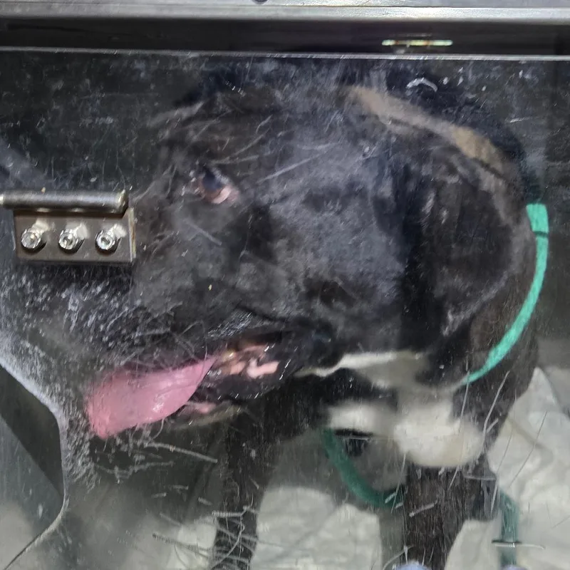 An adult medium-sized male Black Mixed Breed dog named Ollie Boy for adoption in Philadelphia, PA