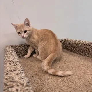 A baby small-sized male Domestic Short Hair cat named Ferb for adoption in Janesville, WI