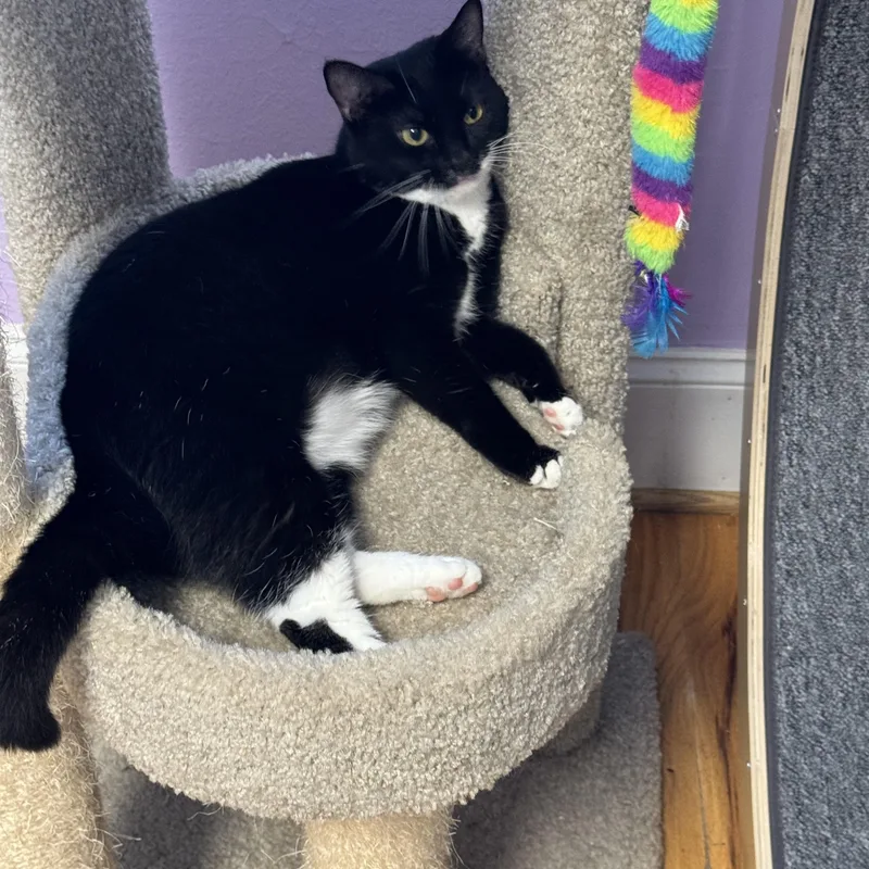 Tinsel  Female  thumbnail 2