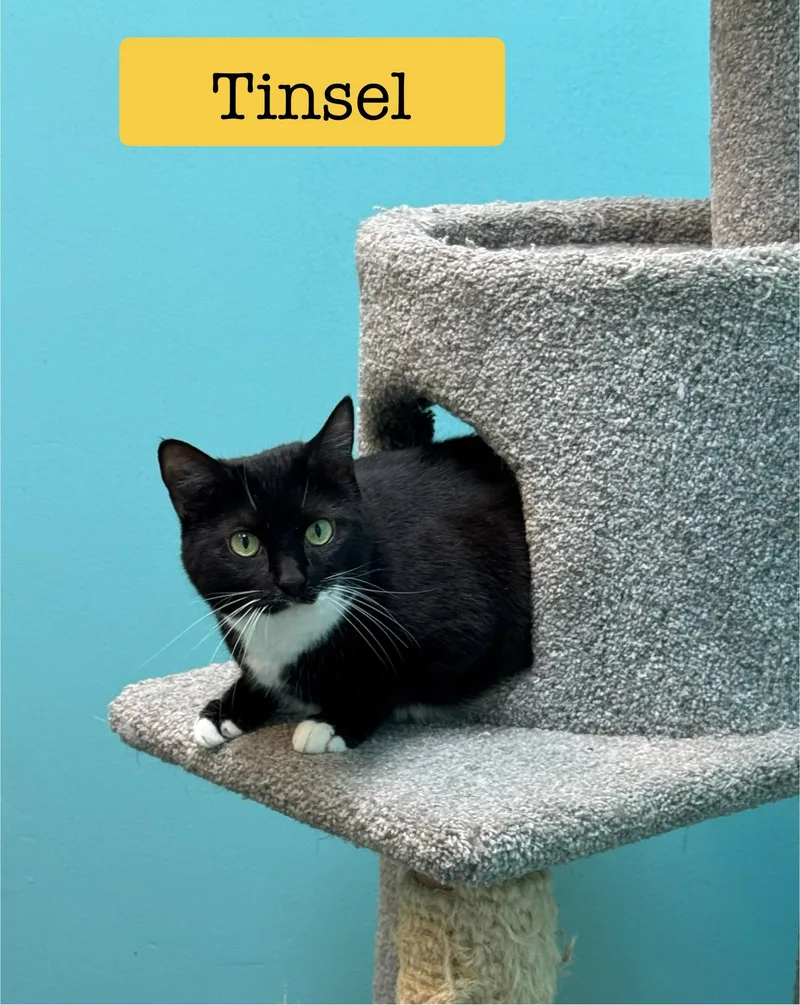 Tinsel  Female  thumbnail 3