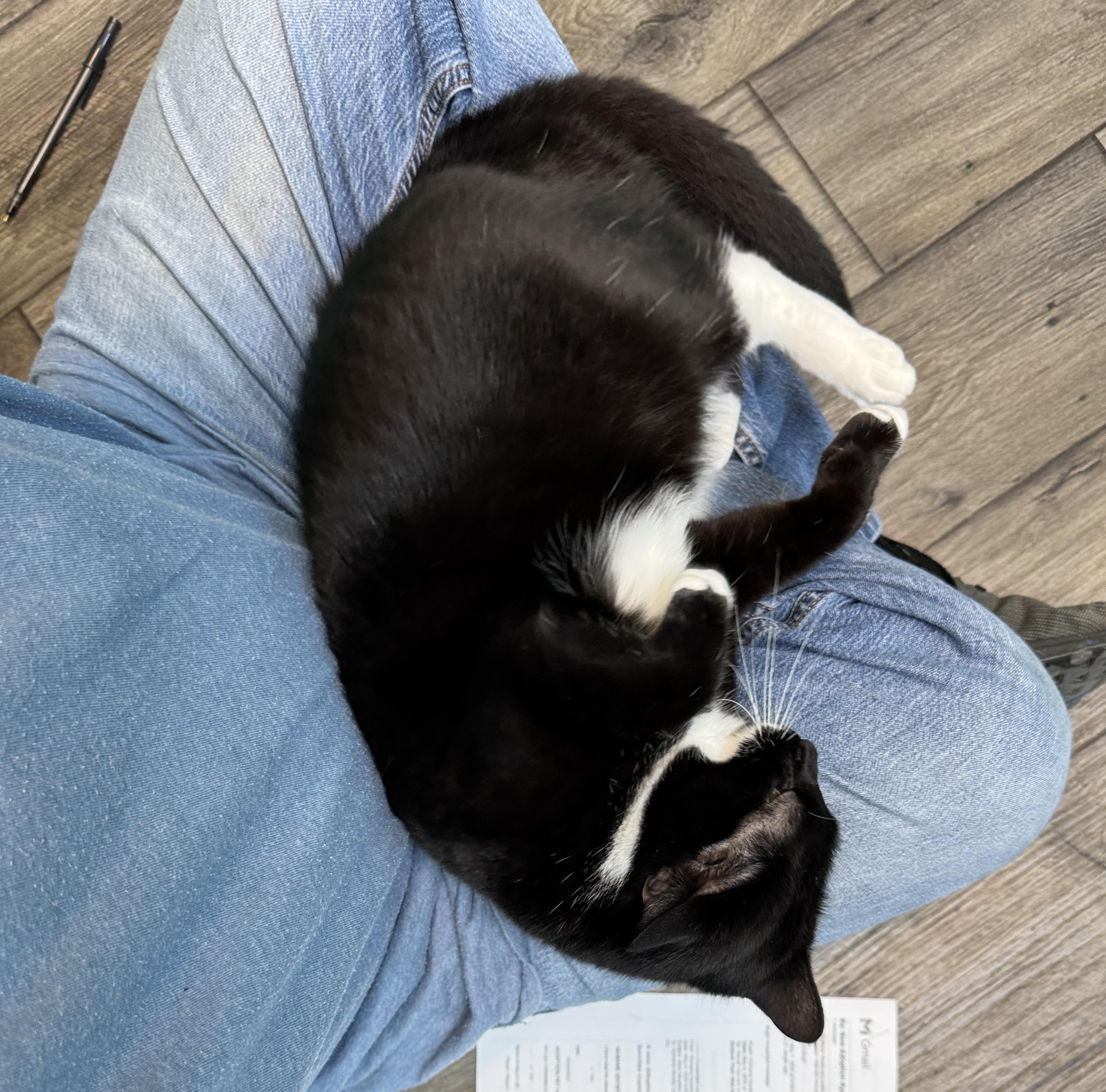 Tinsel  Female  thumbnail 4