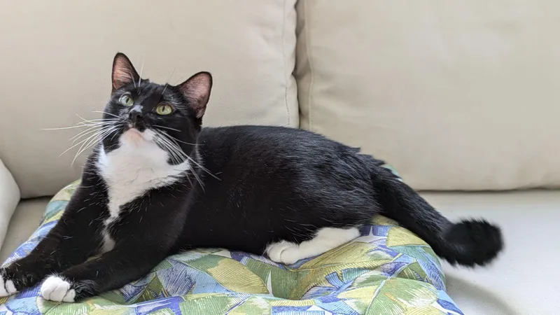 Tinsel  Female  thumbnail 5