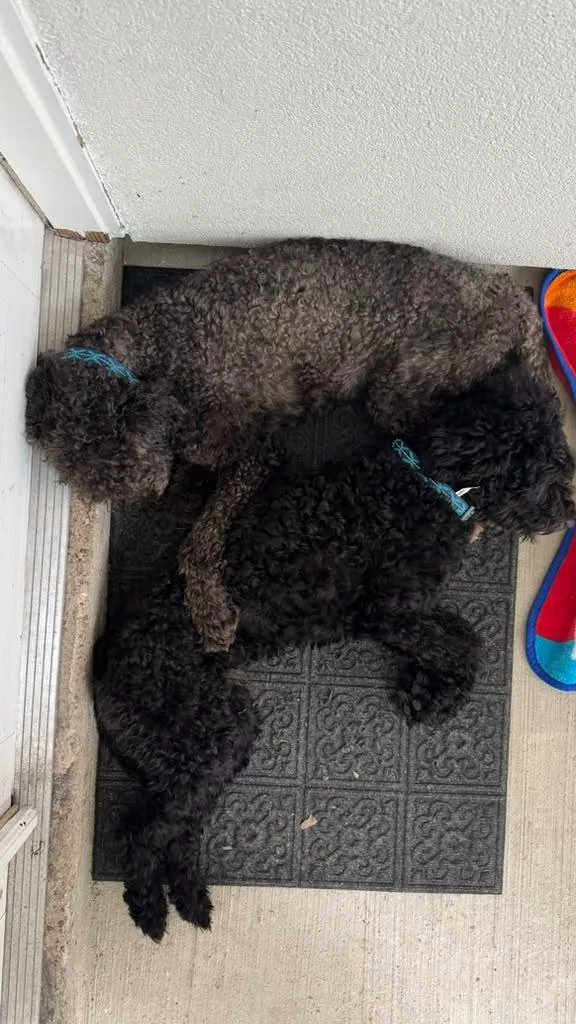 A young medium-sized male Labradoodle dog named Bert & Ernie for adoption in Houston, TX