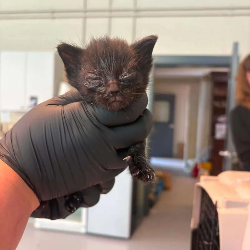 A baby small-sized female Black Domestic Short Hair cat named Mint Chip for adoption in Huntington, WV
