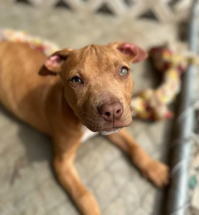 A baby medium-sized female White / Cream Pit Bull Terrier dog named Bam Bam for adoption in Clarksville, VA