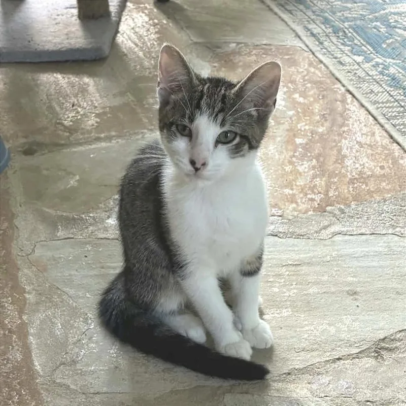 A baby small-sized male Gray / Blue / Silver Domestic Short Hair cat named Finn for adoption in Fayetteville, GA