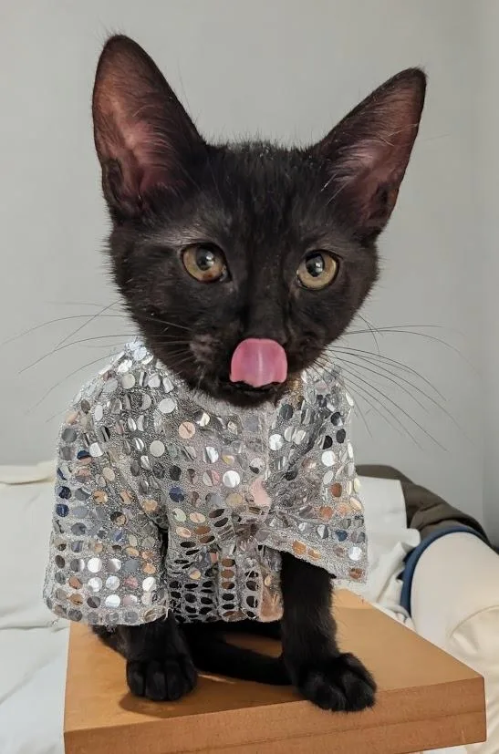 A baby medium-sized female Domestic Short Hair cat named Enya for adoption in Youngsville, NC