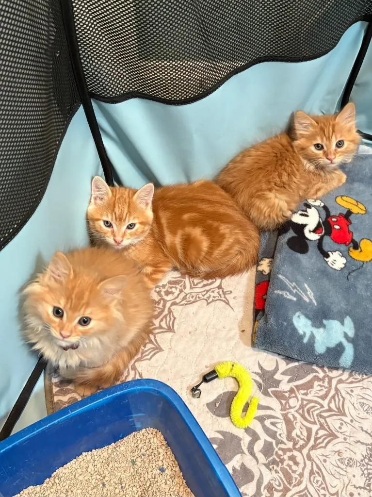 Cheeto thumbnail 2