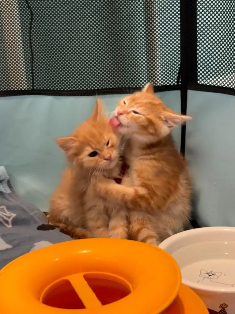 Cheeto thumbnail 3