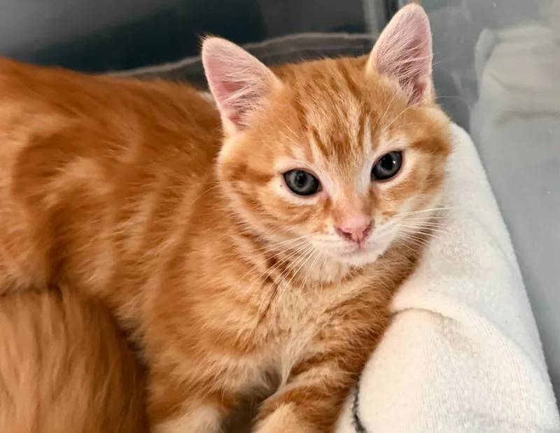 Cheeto thumbnail 4