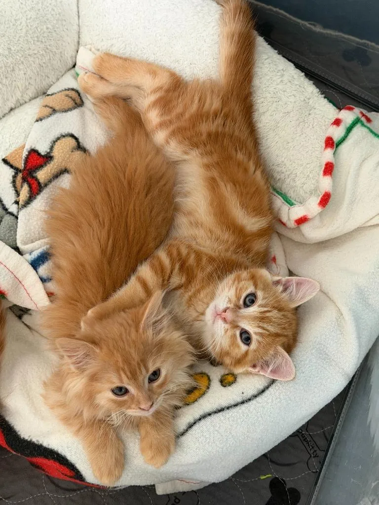 Cheeto thumbnail 5