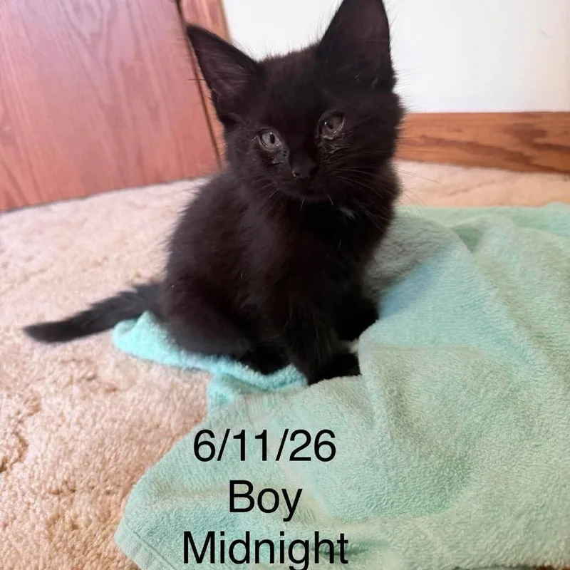 A baby small-sized male Black Domestic Short Hair cat named Midnightt C for adoption in Princeton, MN