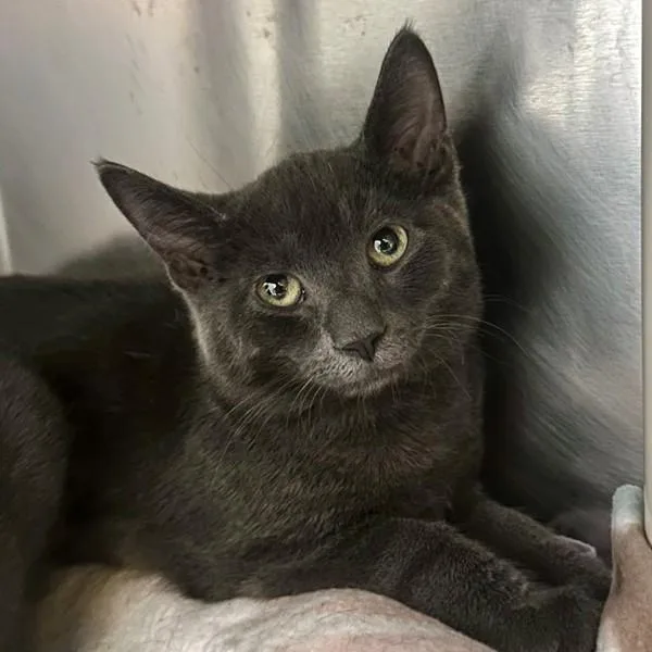 A baby medium-sized male Domestic Short Hair cat named Leclerc for adoption in Walnut Creek, CA