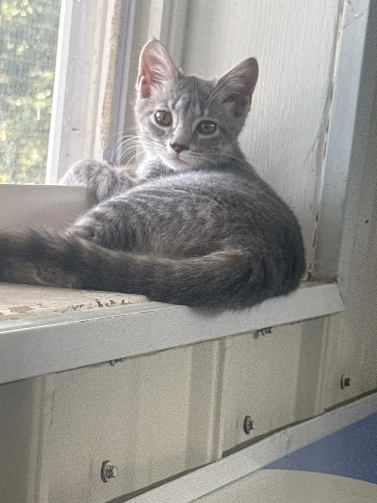 A baby small-sized female Domestic Short Hair cat named BooBoo for adoption in Waverly, TN