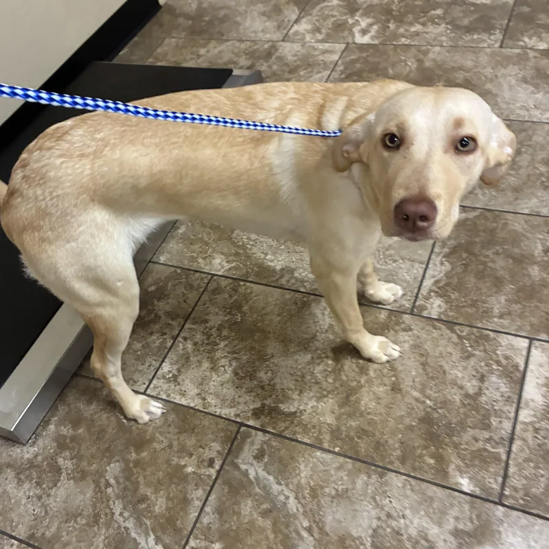 A young medium-sized female Apricot / Beige Labrador Retriever dog named Lisa for adoption in Joshua, TX