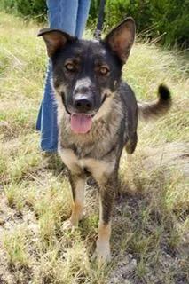 A young medium-sized female Bicolor Swedish Vallhund dog named Selah for adoption in Boerne, TX