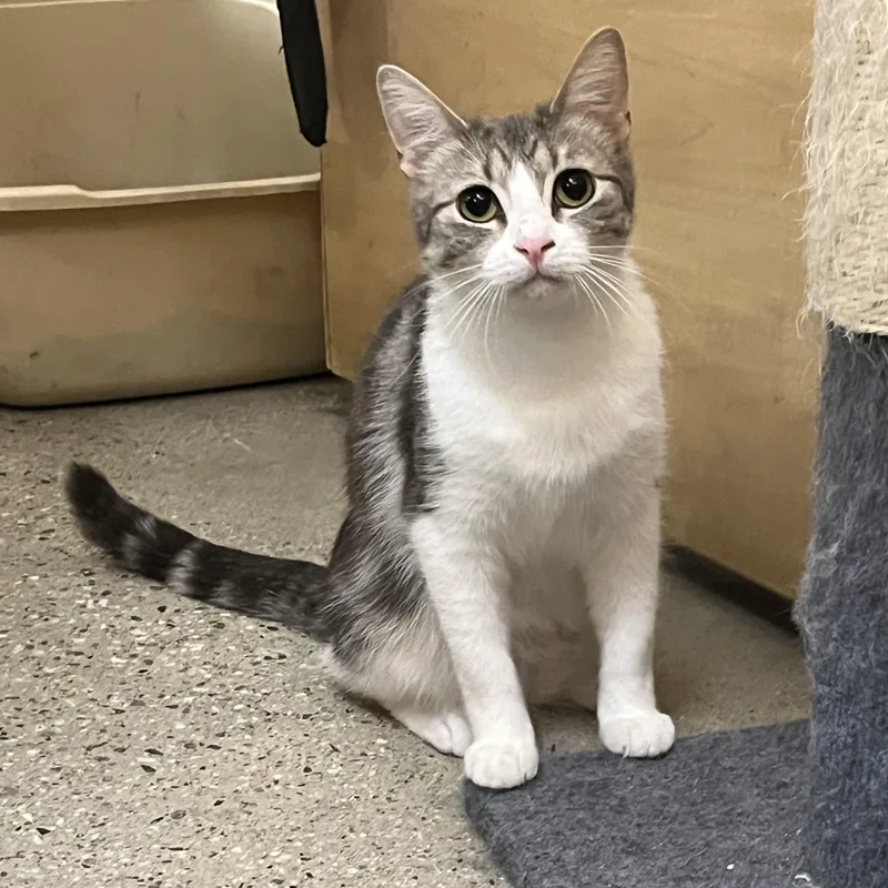 A young medium-sized female Tabby (Gray / Blue / Silver) Domestic Short Hair cat named Beli for adoption in Tustin, CA